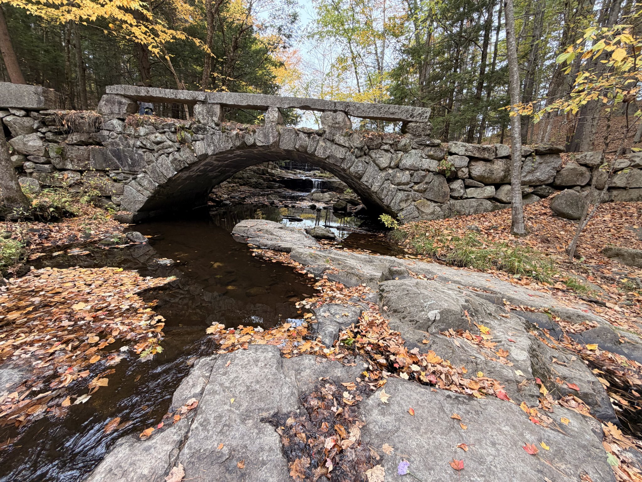 Photo from Vaughan Woods