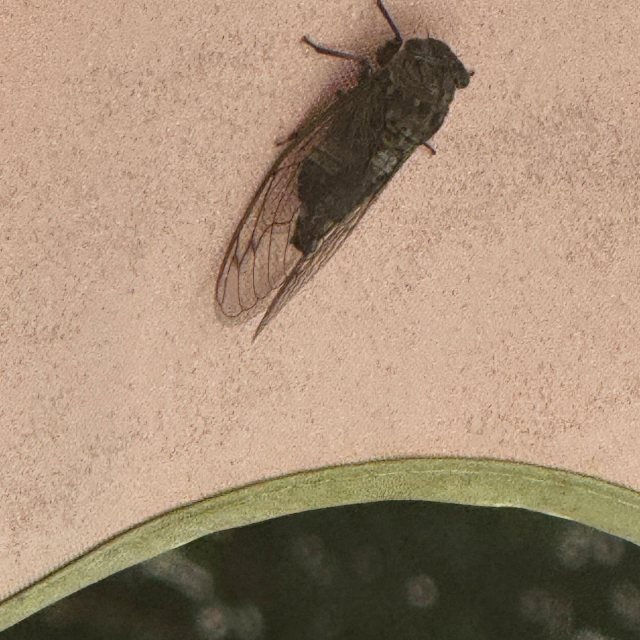 This is a Cicada outside our window in Maine.