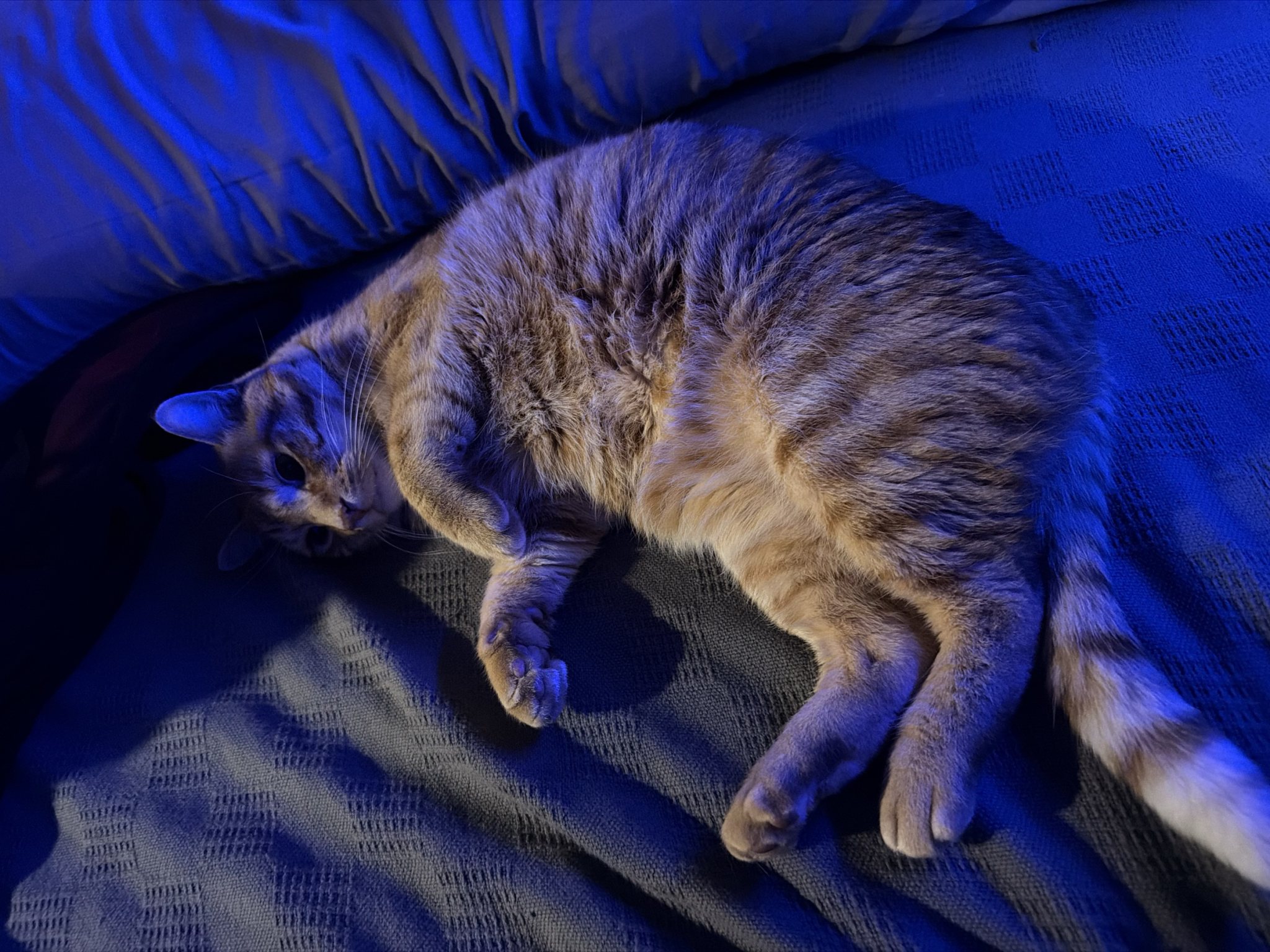 Rory on the bed