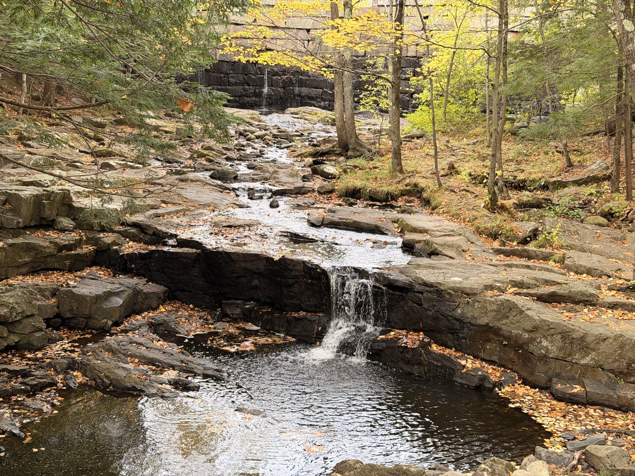 Photo from Vaughan Woods