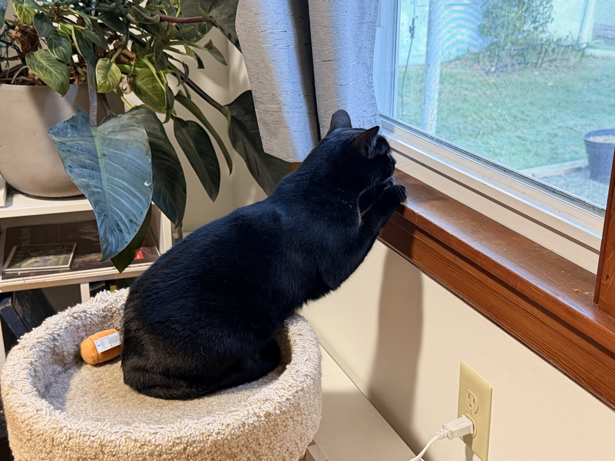 Lucy at the window