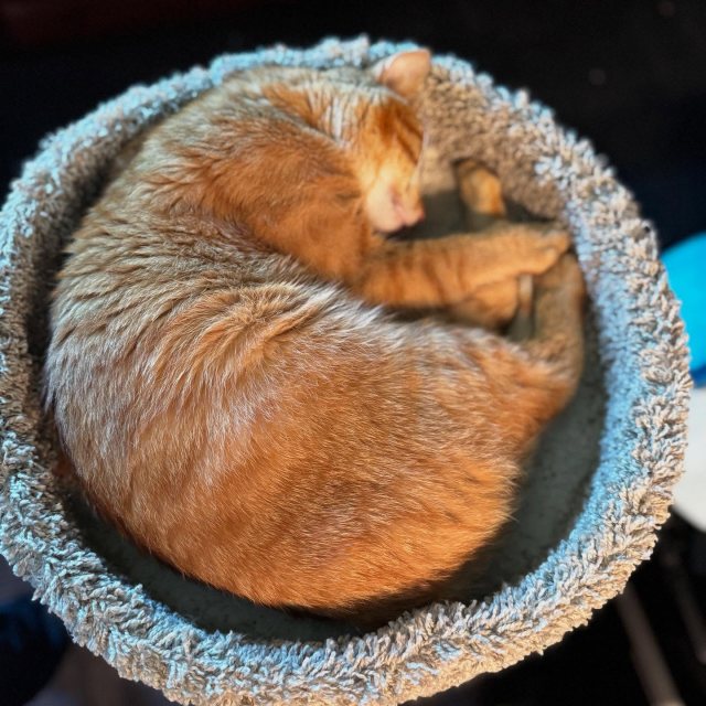 Meet Rigby. Joined our family this weekend. #orangeboy