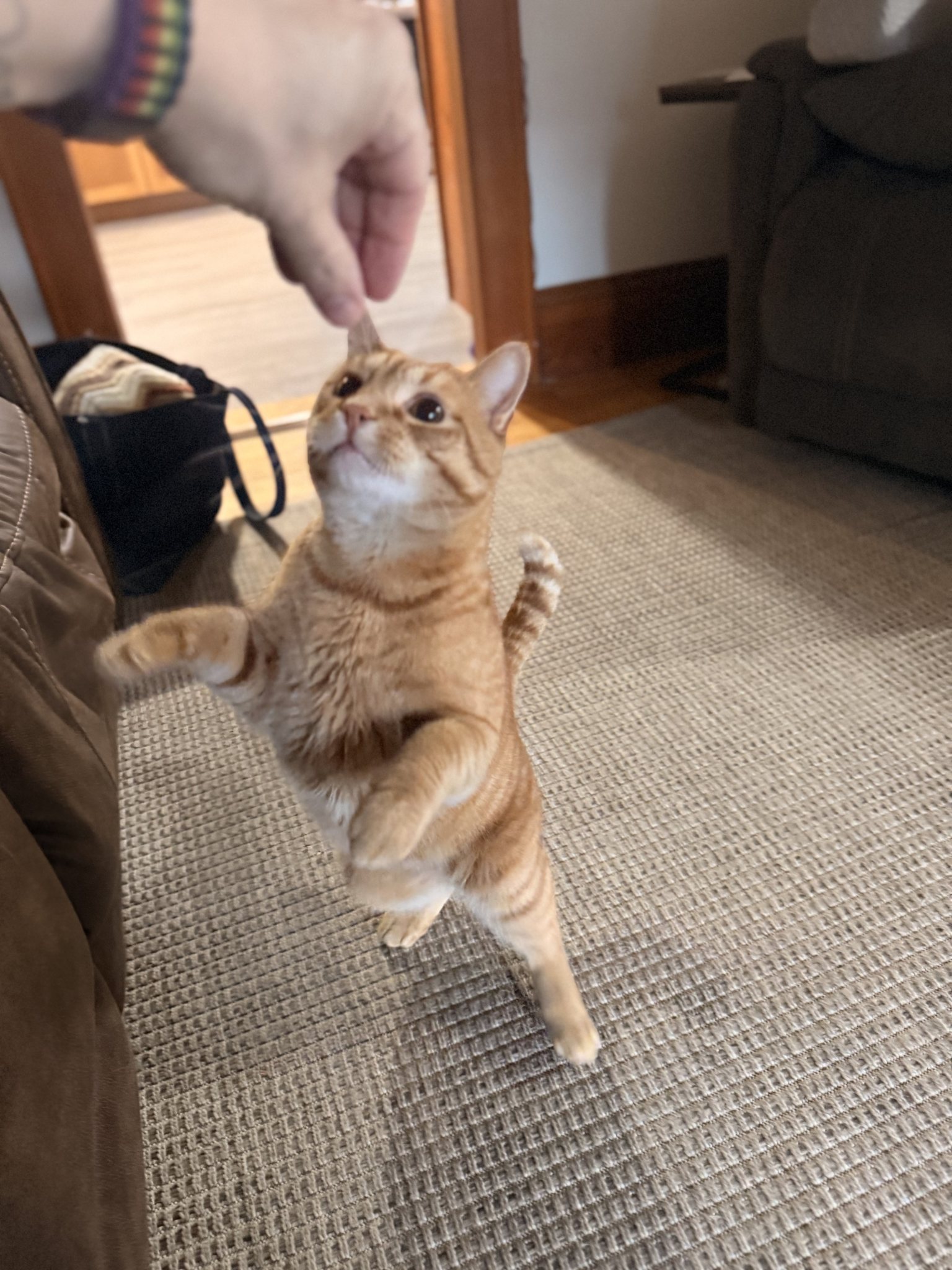 Rigby the orange tabby begging for a treat