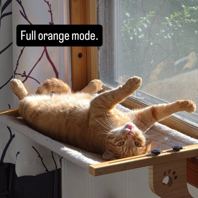 Rigby hit full orange mode today.