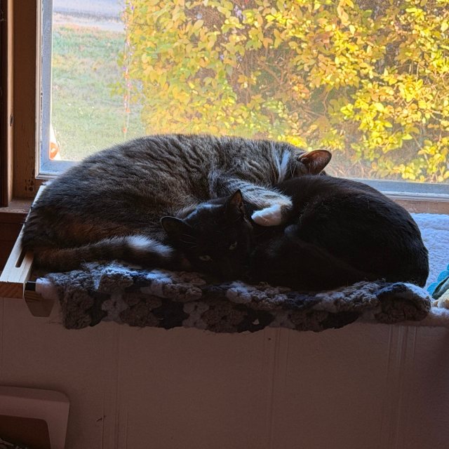 Lucy and Rory sharing the window hammock. Lucy also had a few things to say to the birds... #catsofinstagram