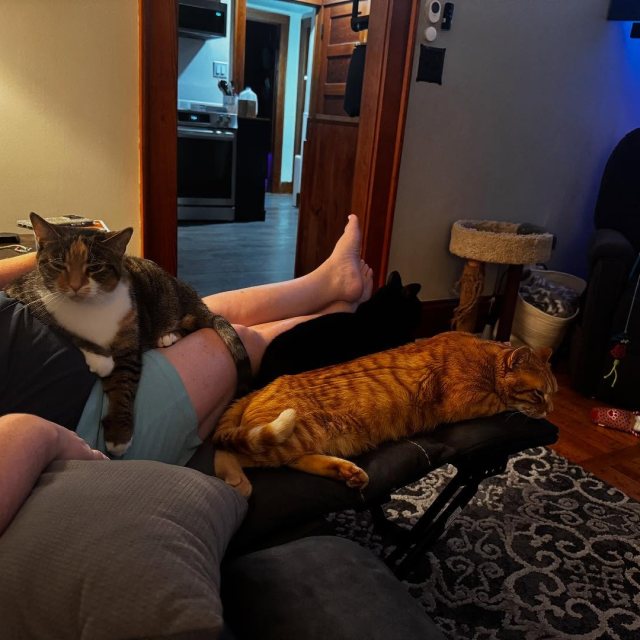 All the cats today. @angela_milkins