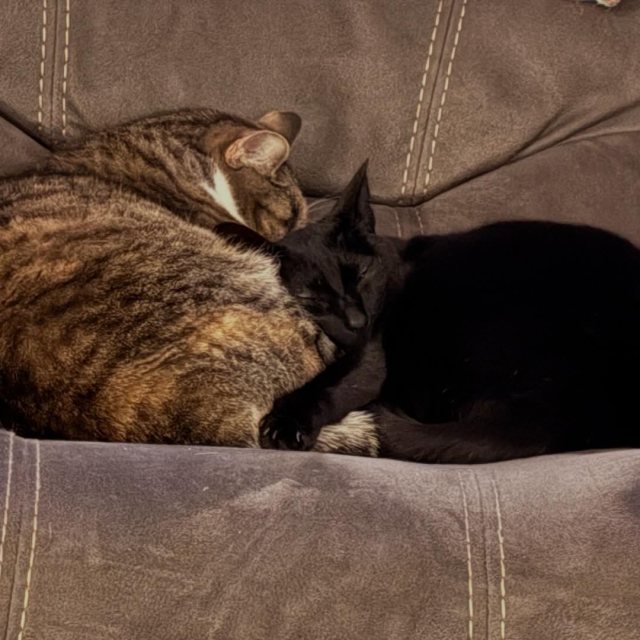 Super snuggle after a long day of napping