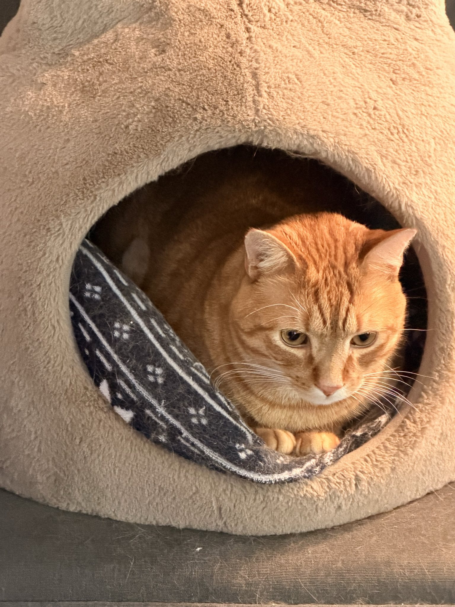 Rigby in his cat cave