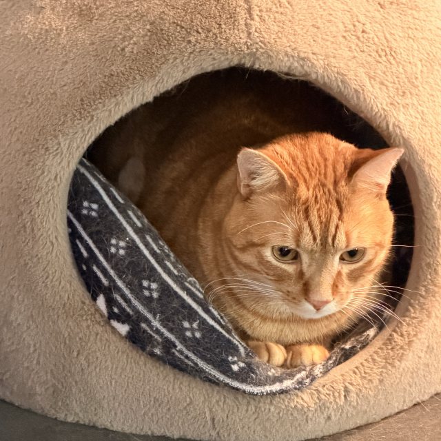 Rigby in his cat cave